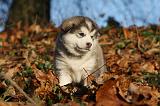 ALASKAN MALAMUTE 586